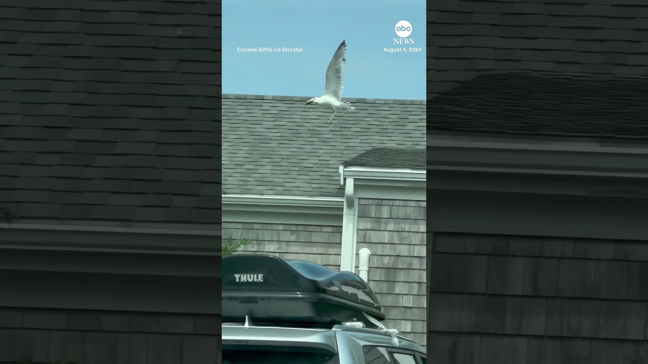 Seagull picks through man’s stolen wallet