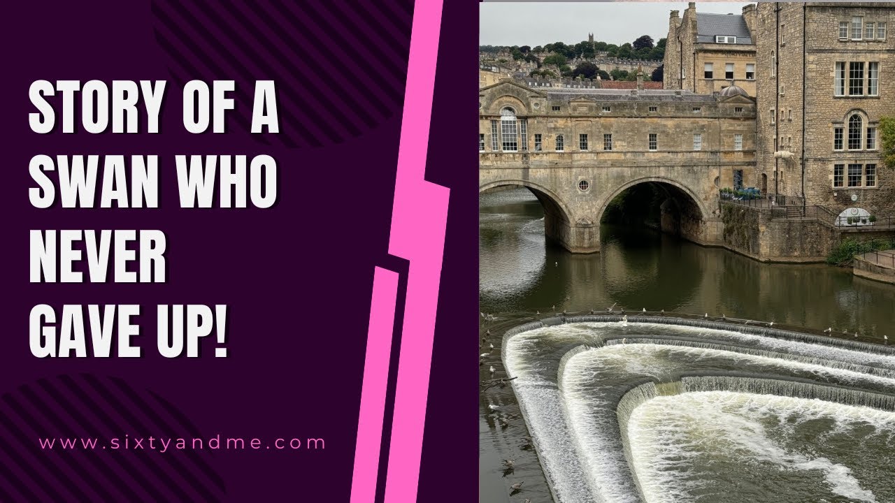 Story of a Swan Who Never Gave Up!