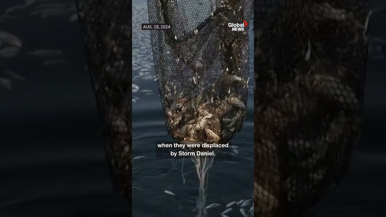 Thousands of dead fish wash ashore in Greece tourist port