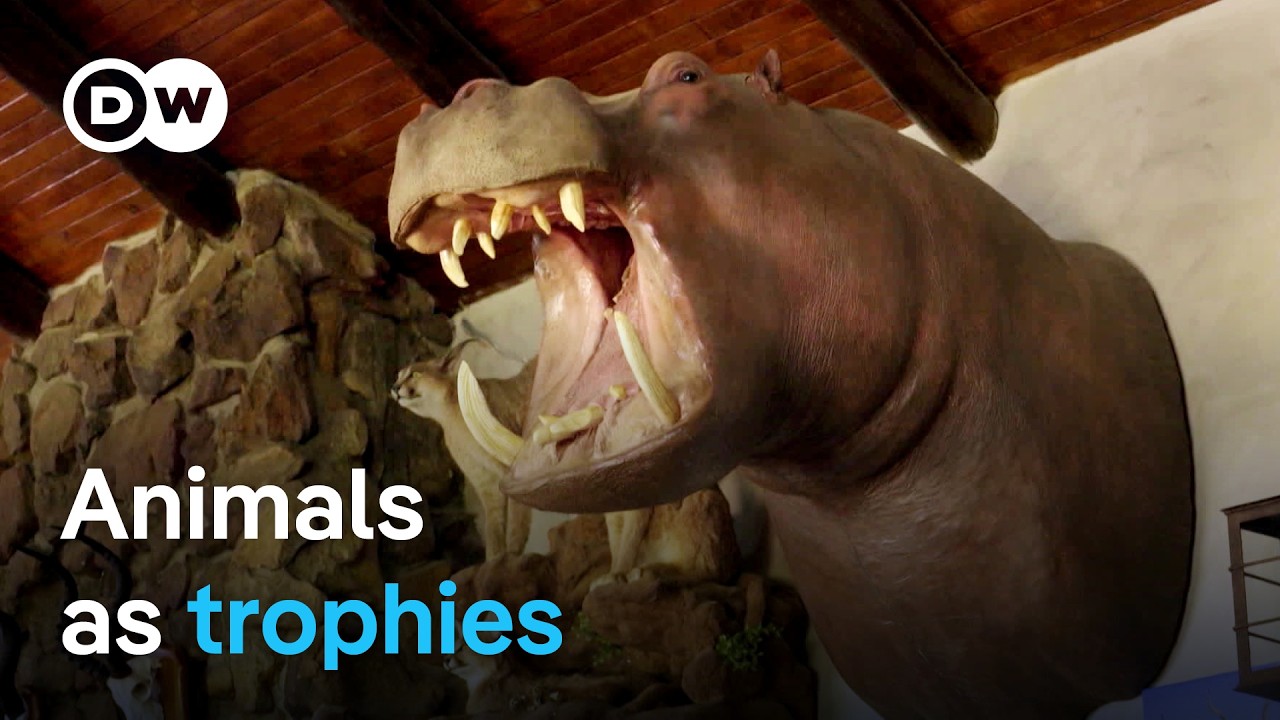Trophy hunting: A cruel hobby or species conservation? | DW Documentary