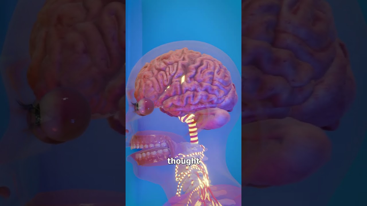 What Happens When You Touch A Hot Stove? 🤔