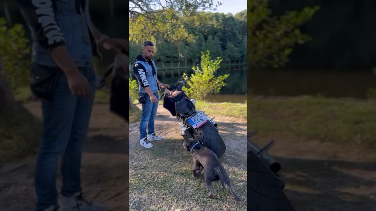 A dog is truly a man’s best friend…❤️ #dog #cute #motorbike