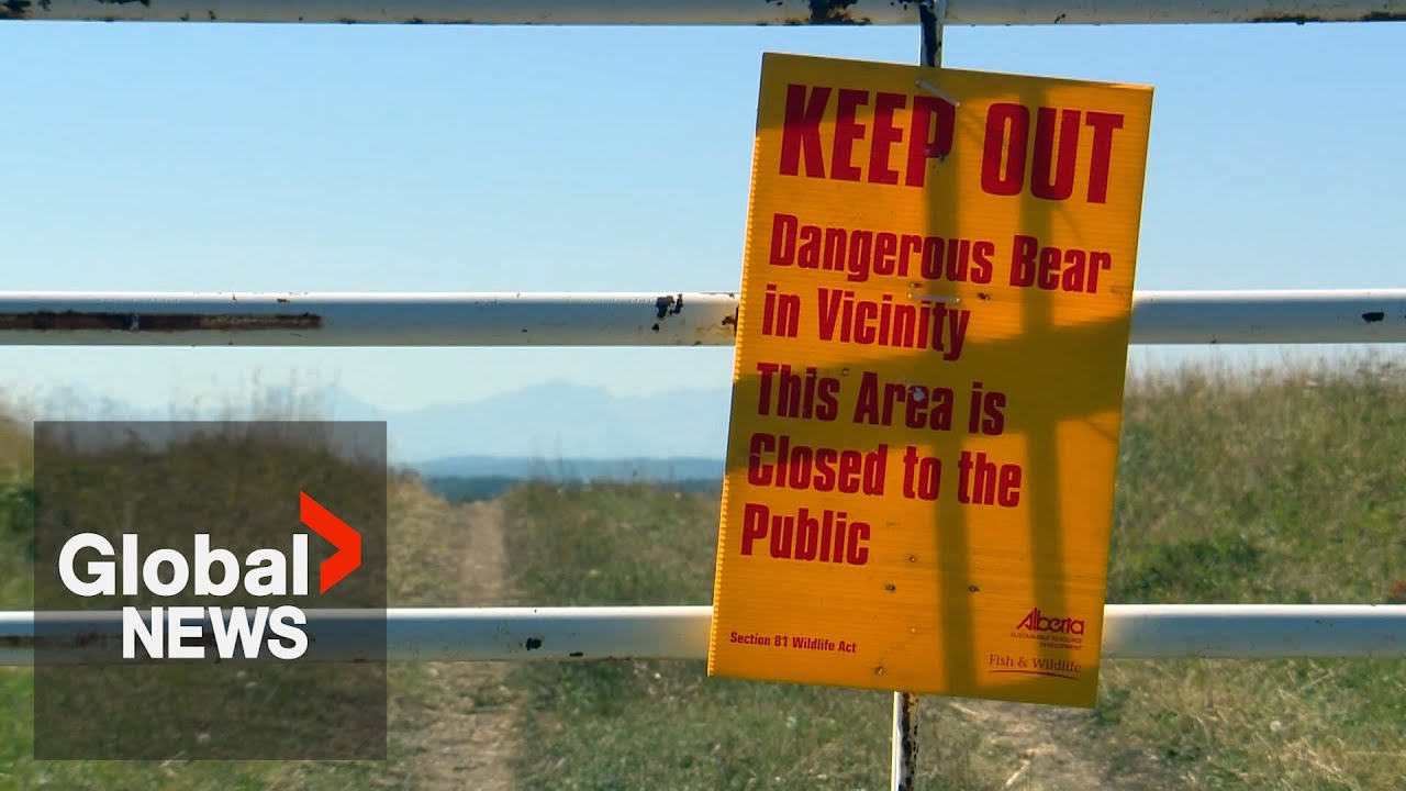 Alberta grizzly attack committed by bear that killed man in 2021