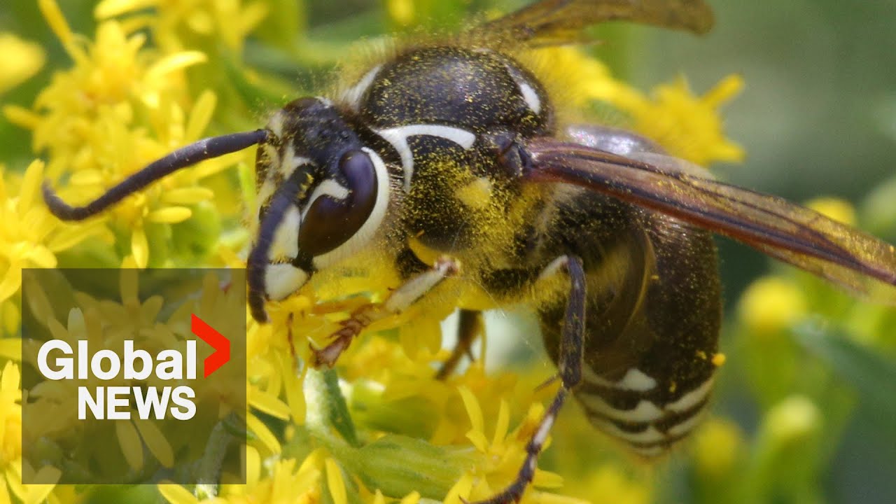 Alberta’s wasp boom creating a seasonal influx in ER admissions