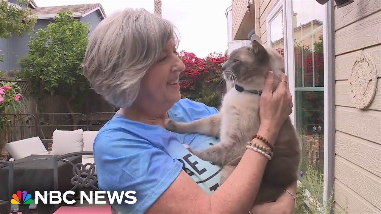 California cat travels 800 miles after being lost at Yellowstone