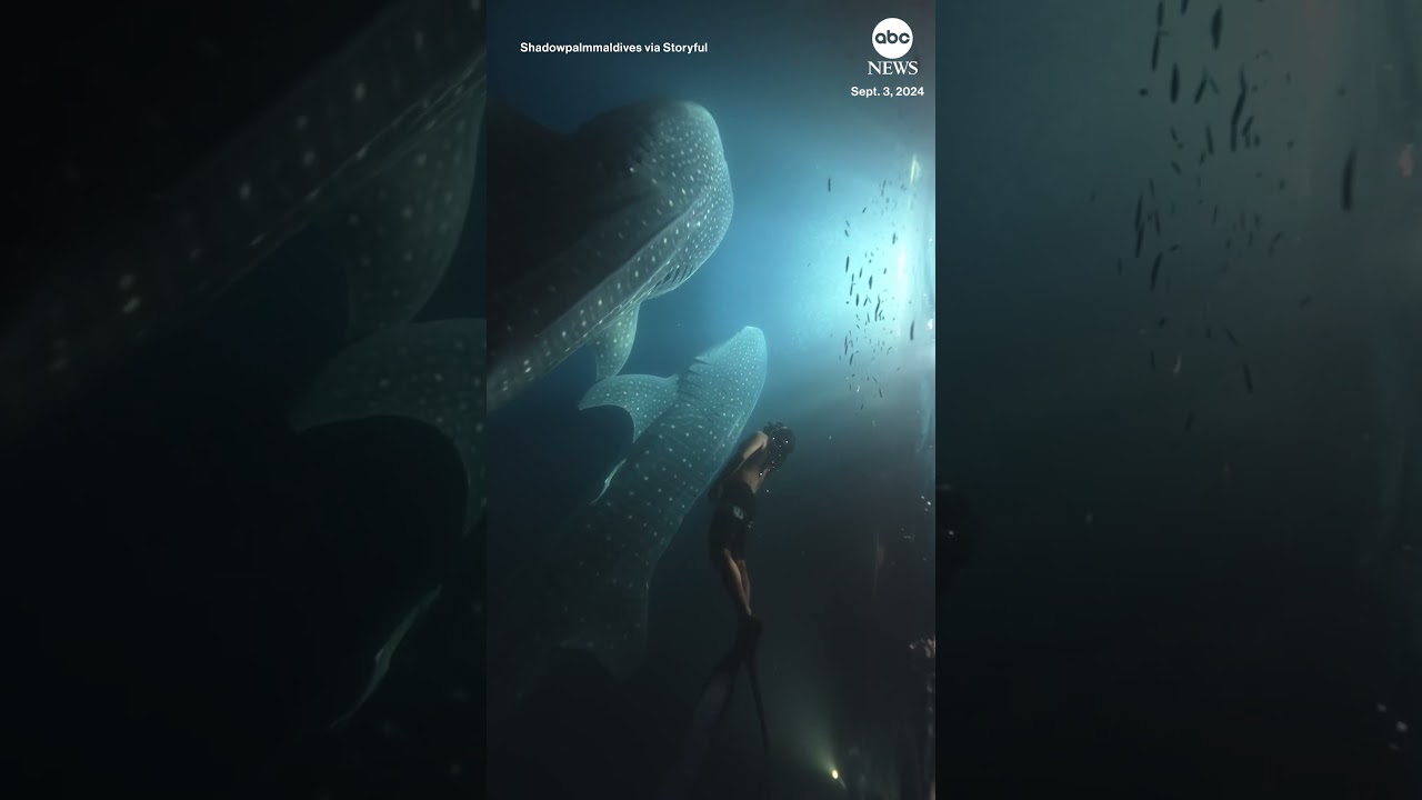 Diver has incredible encounter with whale sharks in Maldives
