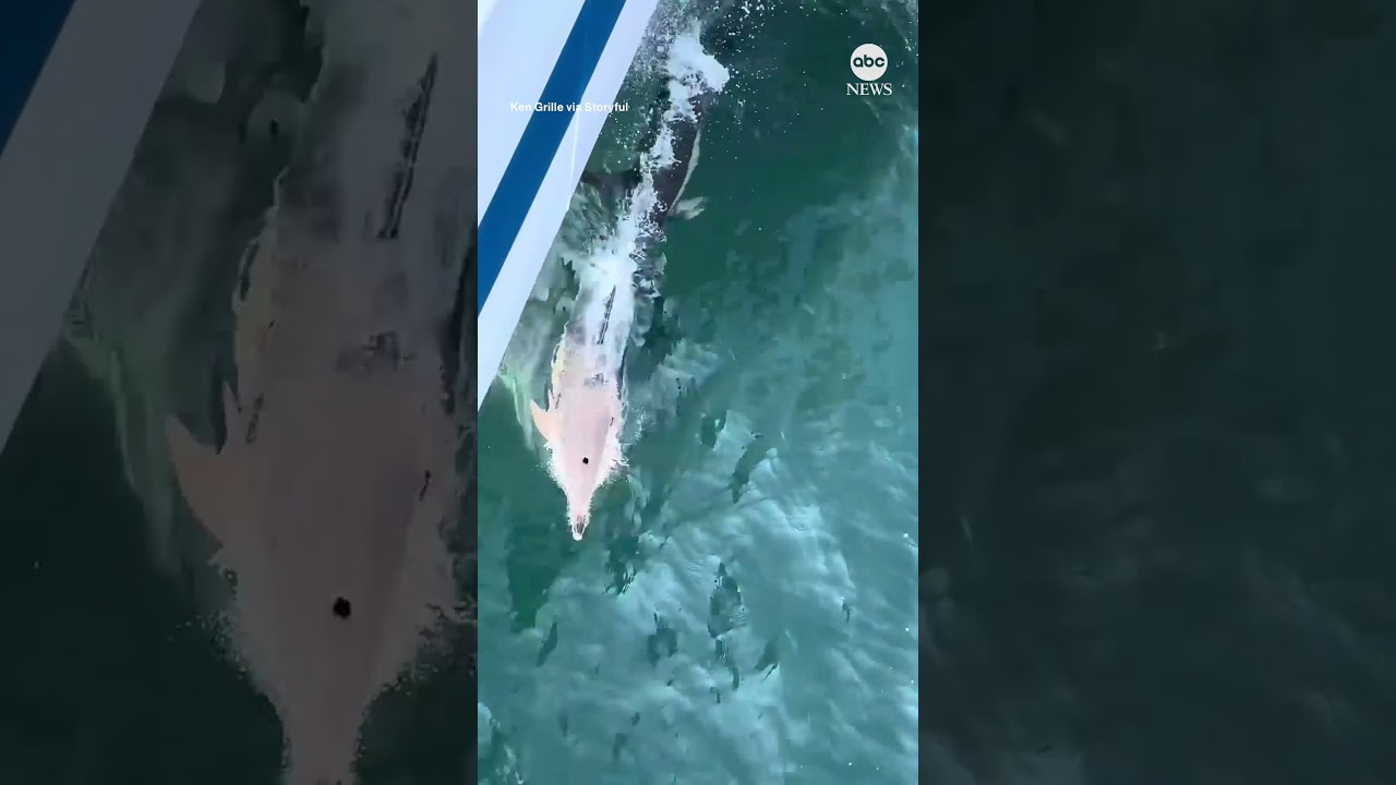 Dolphins race alongside boat