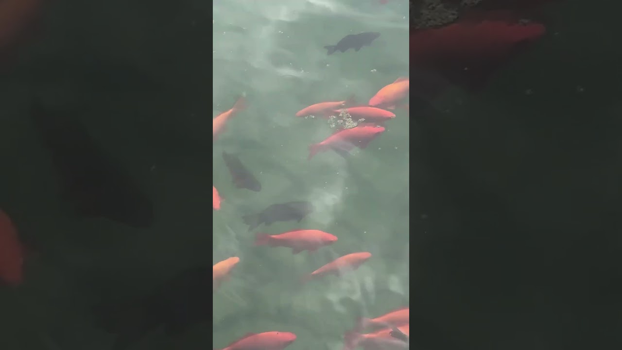 Enjoy a Moment of Bliss – Just Breathe and Relax!