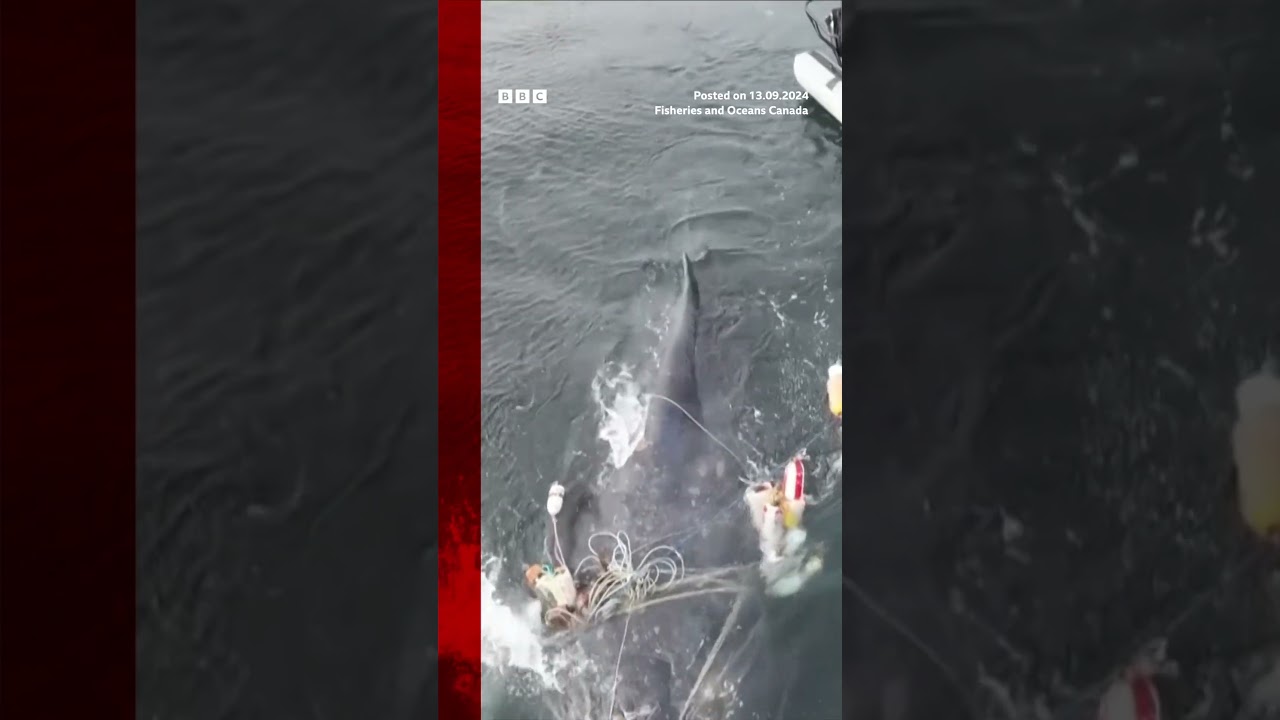 Entangled whale freed from nets after four-day rescue. #Whale #Canada #BBCNews