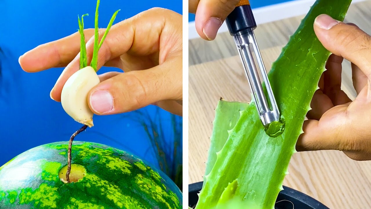 Garden hacks for Indoor and Outdoor plants