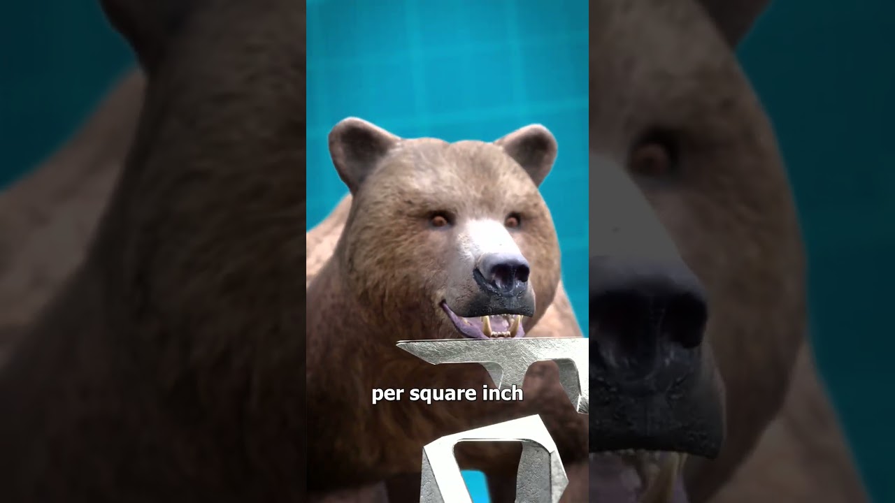 Grizzly Bear Jaw Strength 😨