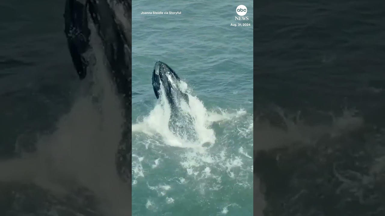 Humpback whale feasts close to shore