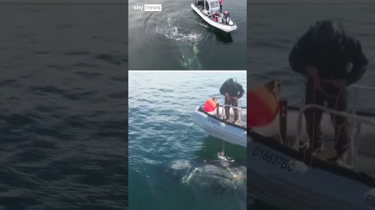 Humpback whale rescued from entangled fishing gear