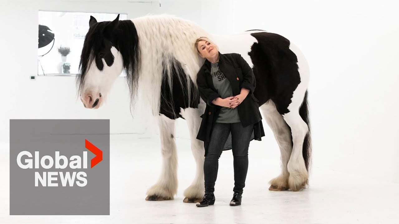 “It’s not Canadian:” Jann Arden calls for the end of live horse exports for meat