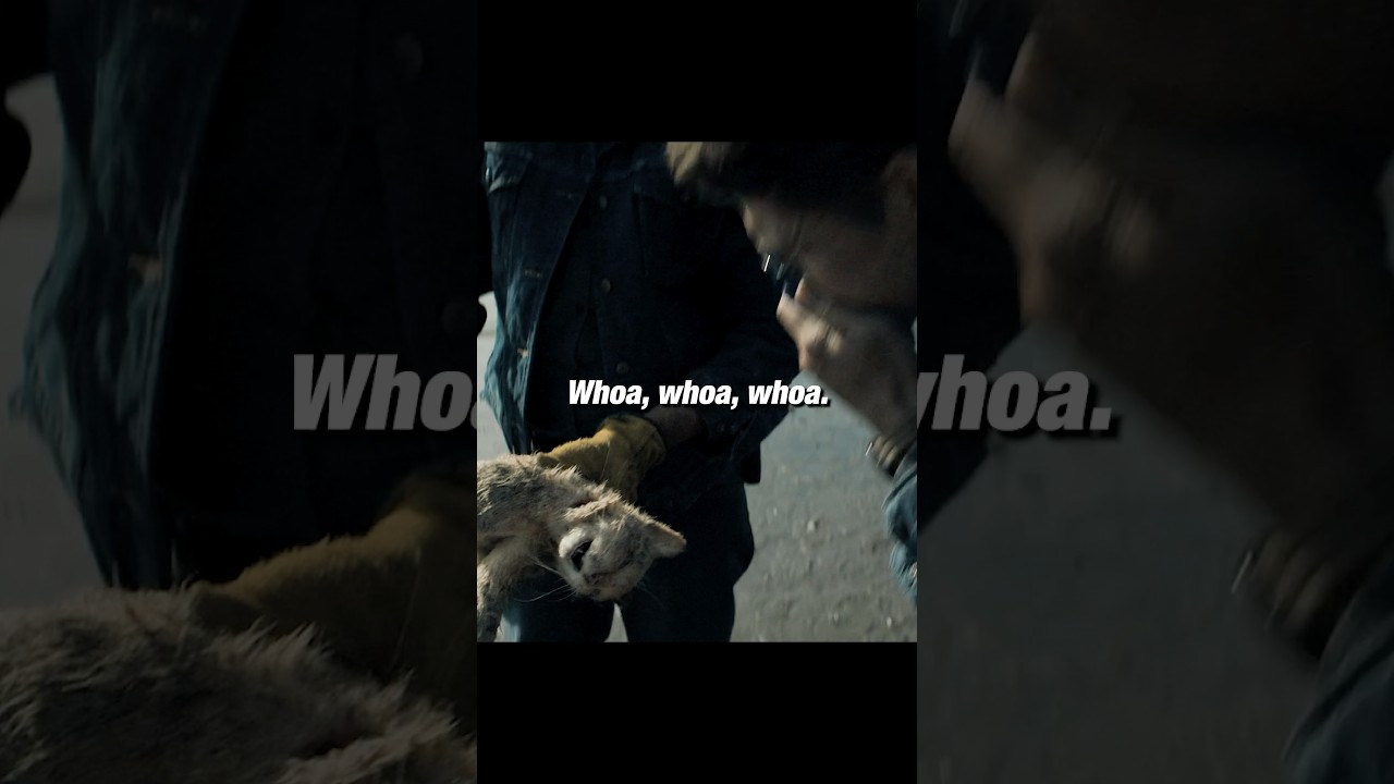 More than a hundred dead cats washed ashore😱 #movie #series