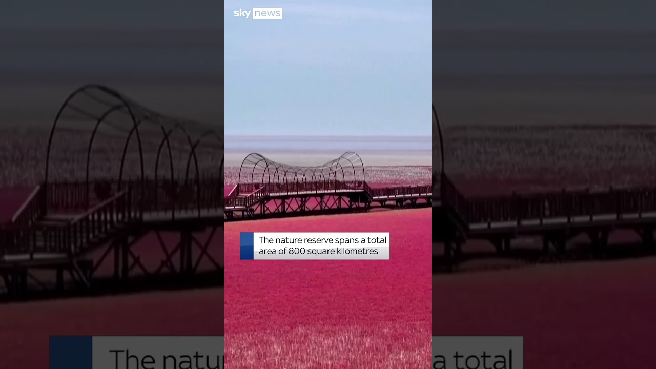 Nature reserve in China turns vivid red