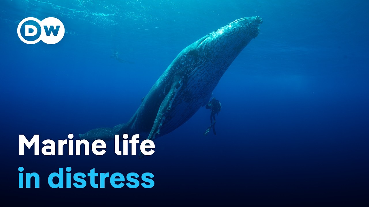 Of whales and turtles – How can we save the creatures of the sea? | DW Documentary