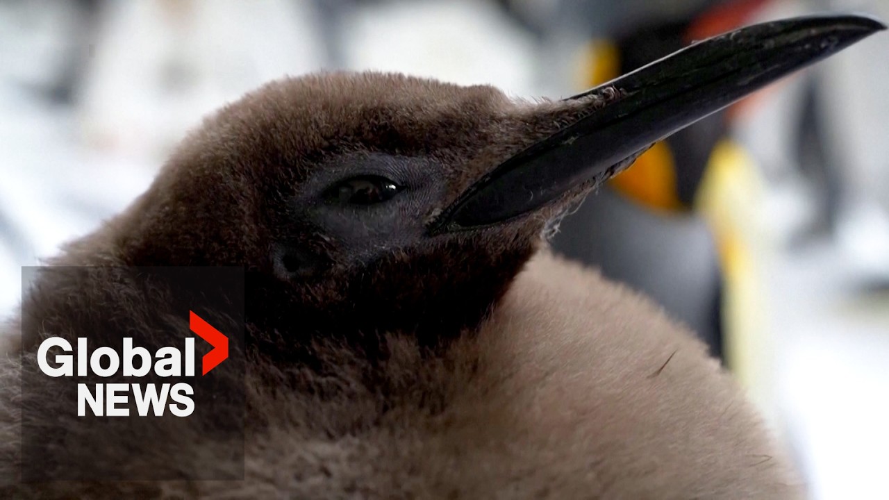 ‘Pesto’ the chonky baby penguin becomes an internet sensation