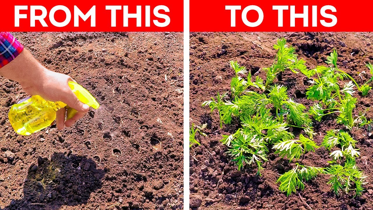 Quick Gardening Hacks for a Stunning Backyard