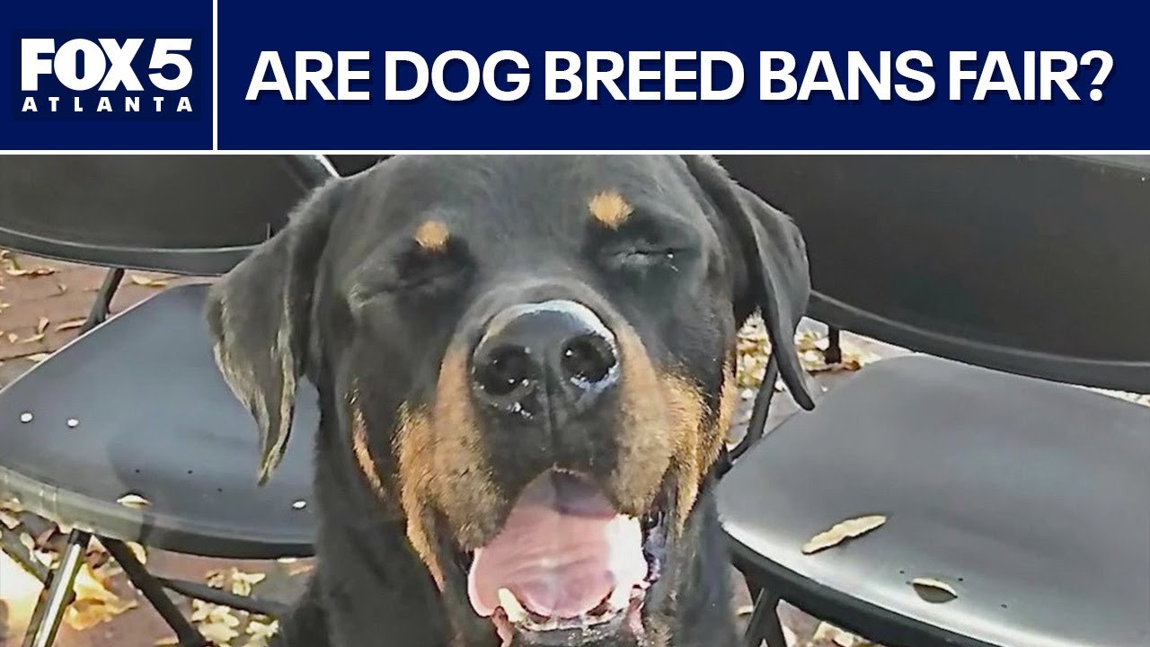 Should pit bulls, rottweilers be banned from off-leash dog parks? | FOX 5 News