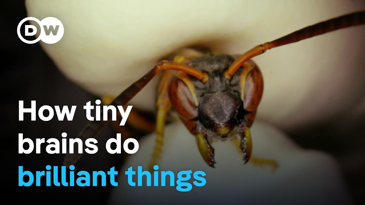 Smart insects – The astonishing intelligence of bumblebees, wasps & co. | DW Documentary
