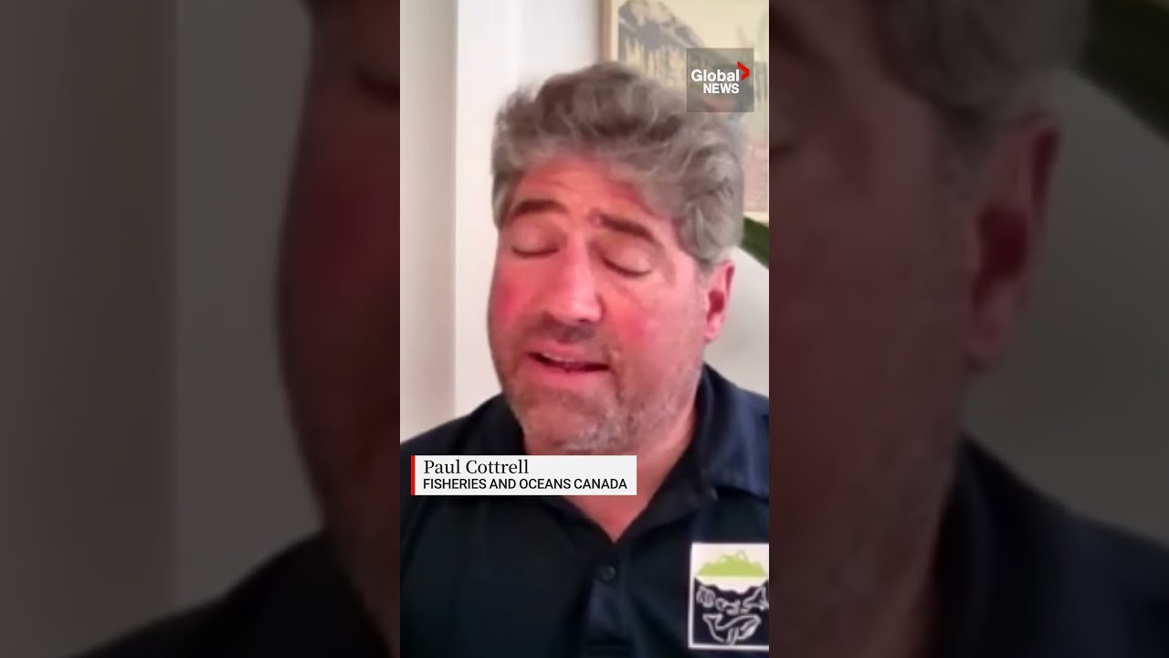 Tangled humpback whale rescued in BC waters 🐋