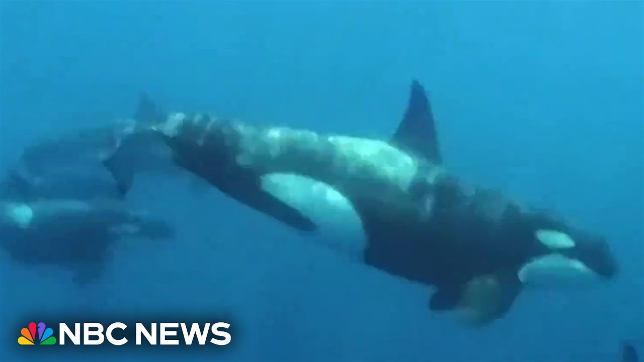 Why are killer whale attacks on the rise? Scientists set sail to find out