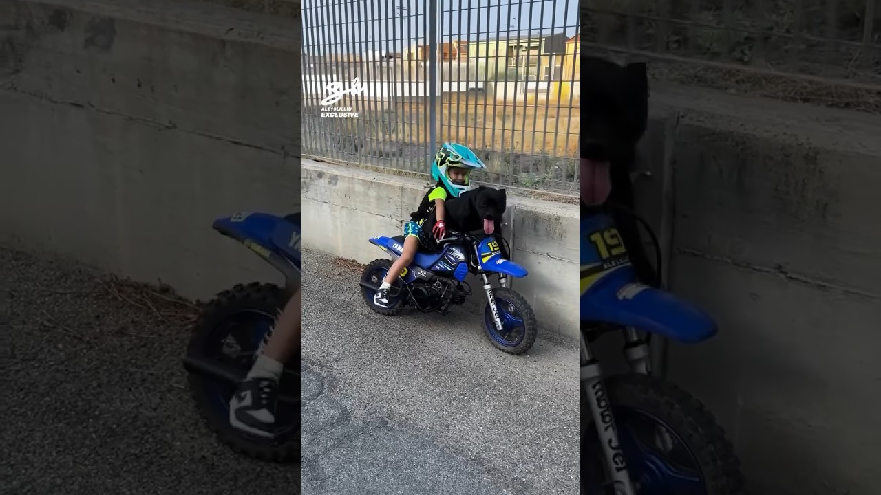 You could take your dog on a walk, or…😅🏍️ #dogs #motorbike #cute