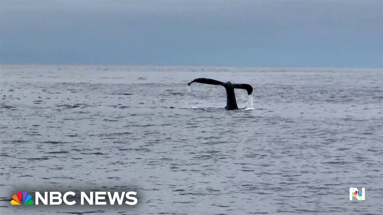 AI program provides new insights into the movements of humpback whales