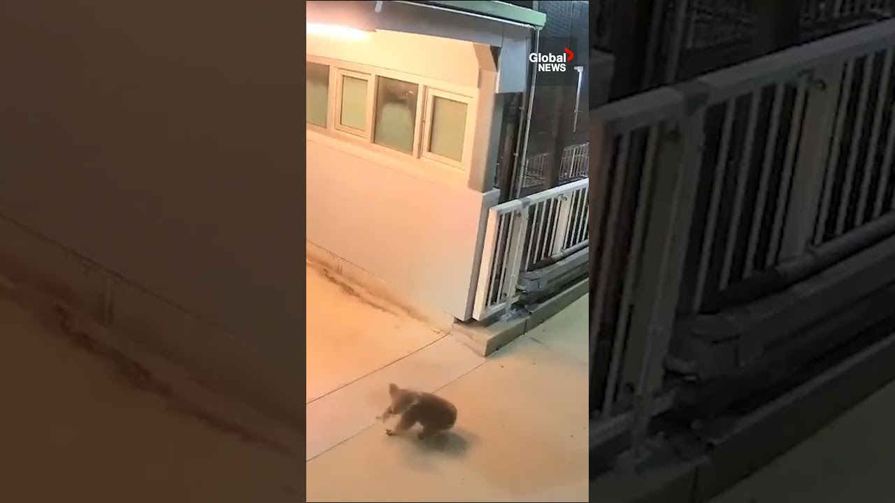 All aboard! Koala explores train station in Australia 🐨🚂