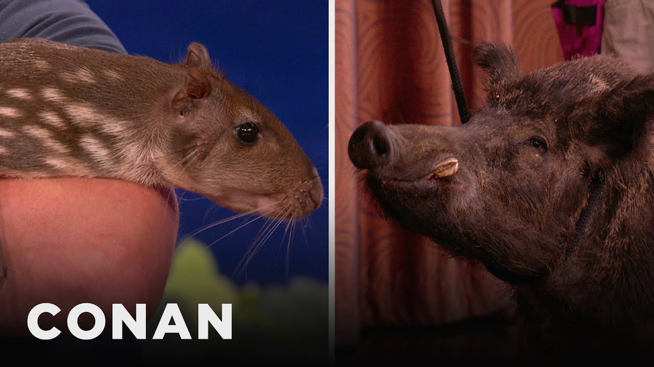 Animal Expert David Mizejewski: Paca & Russian Wild Boar | CONAN on TBS