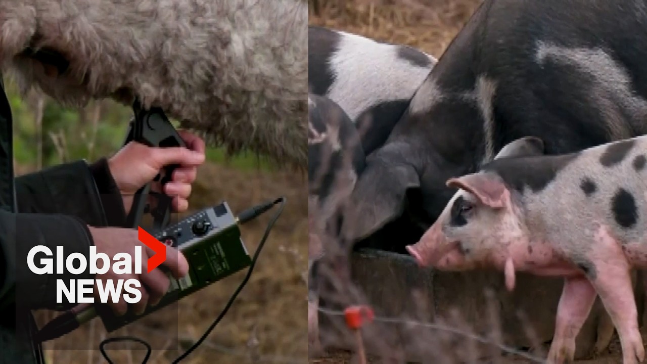 Can AI translate what pigs are oinking about?