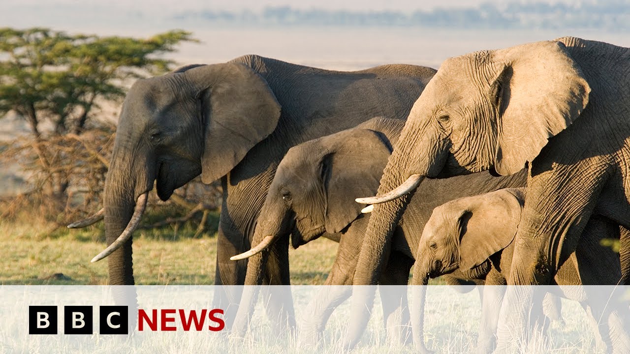 Can tech help to combat the illegal trade in elephant ivory? | BBC News