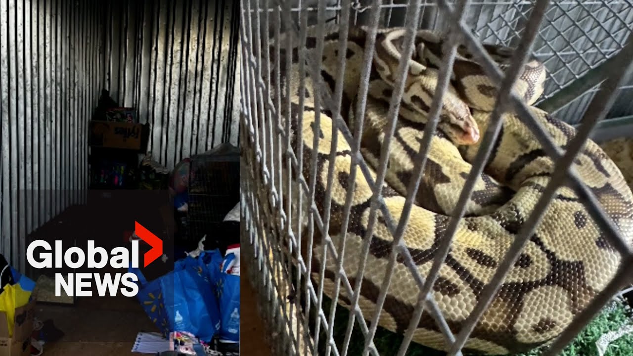 Dead pythons found inside storage unit in Peterborough