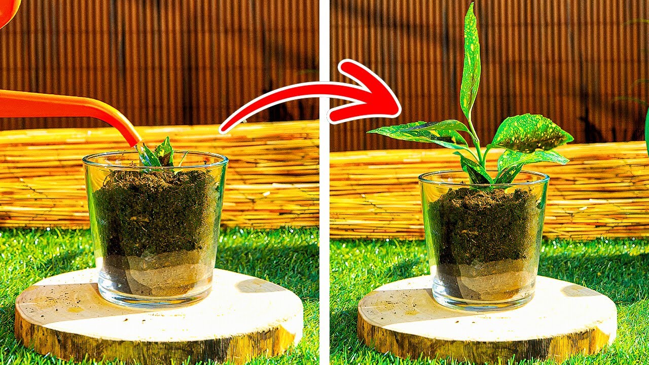 Gardening Hacks That Turn Beginners Into Pros!