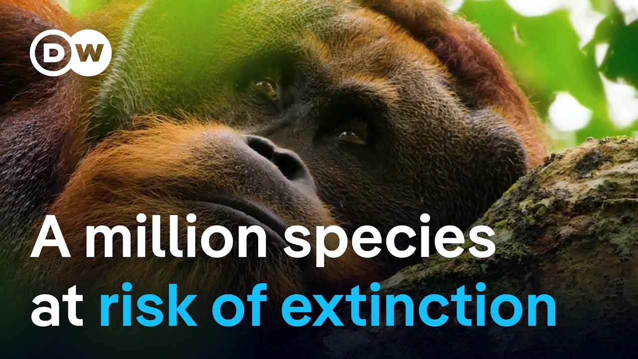 How scientist and countries work to recover lost biodiversity | DW News