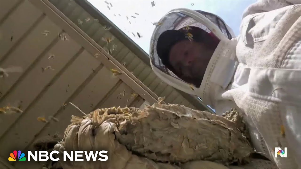 Man creates big buzz online by going after hornets