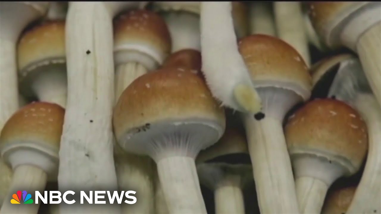 Massachusetts weighs legalizing magic mushrooms for mental health