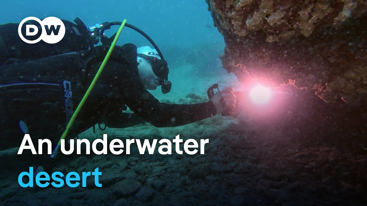 Meditaerranean Sea shows climate change’s impact in real time | Focus on Europe