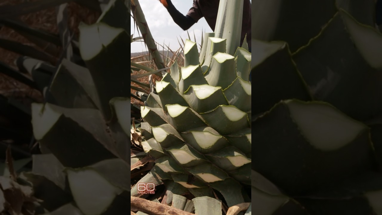 Mezcal production surges as demand grows worldwide #shorts