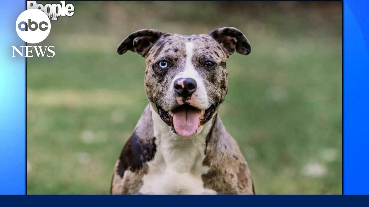 Ohio pup crowned ‘World’s Cutest Rescue Dog’
