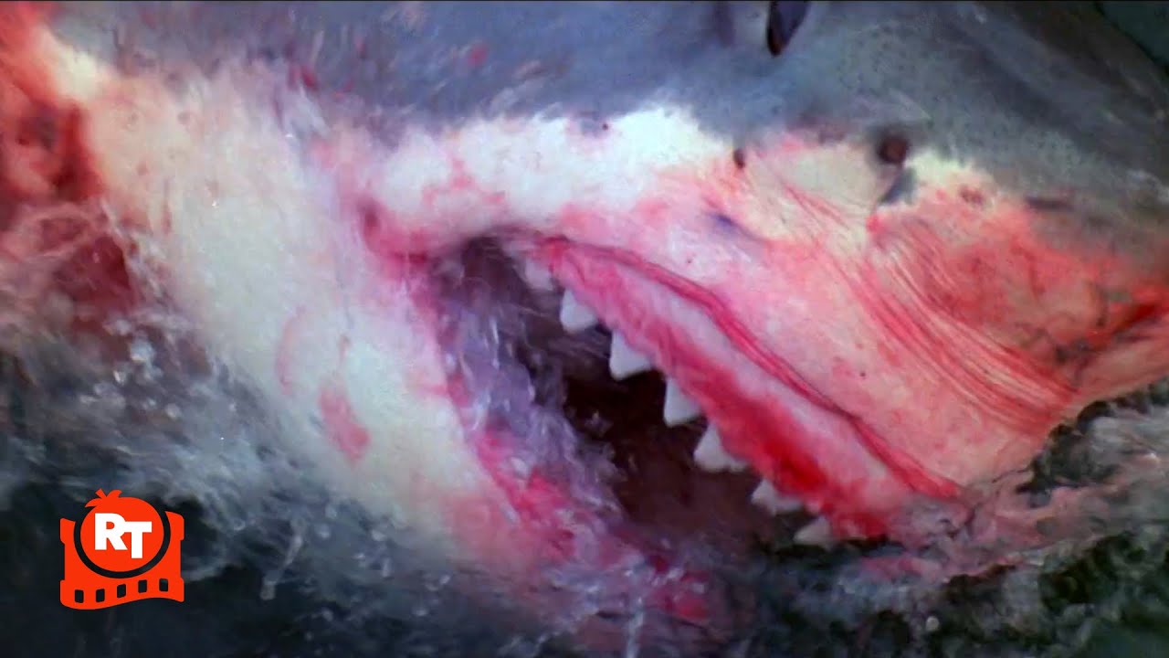Orca (1977) – Killer Whale vs. Great White Shark Scene | Movieclips
