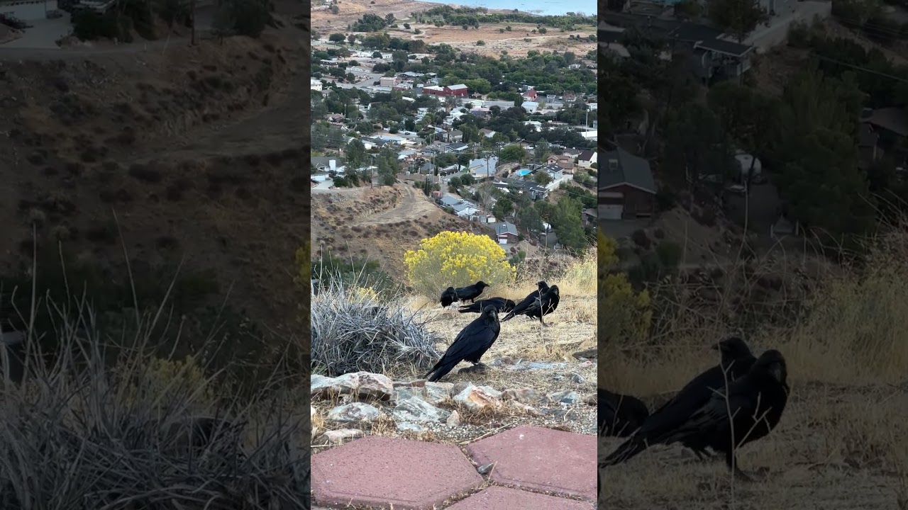 Raven Retirement #retirement #retirementplanning #earlyretirement