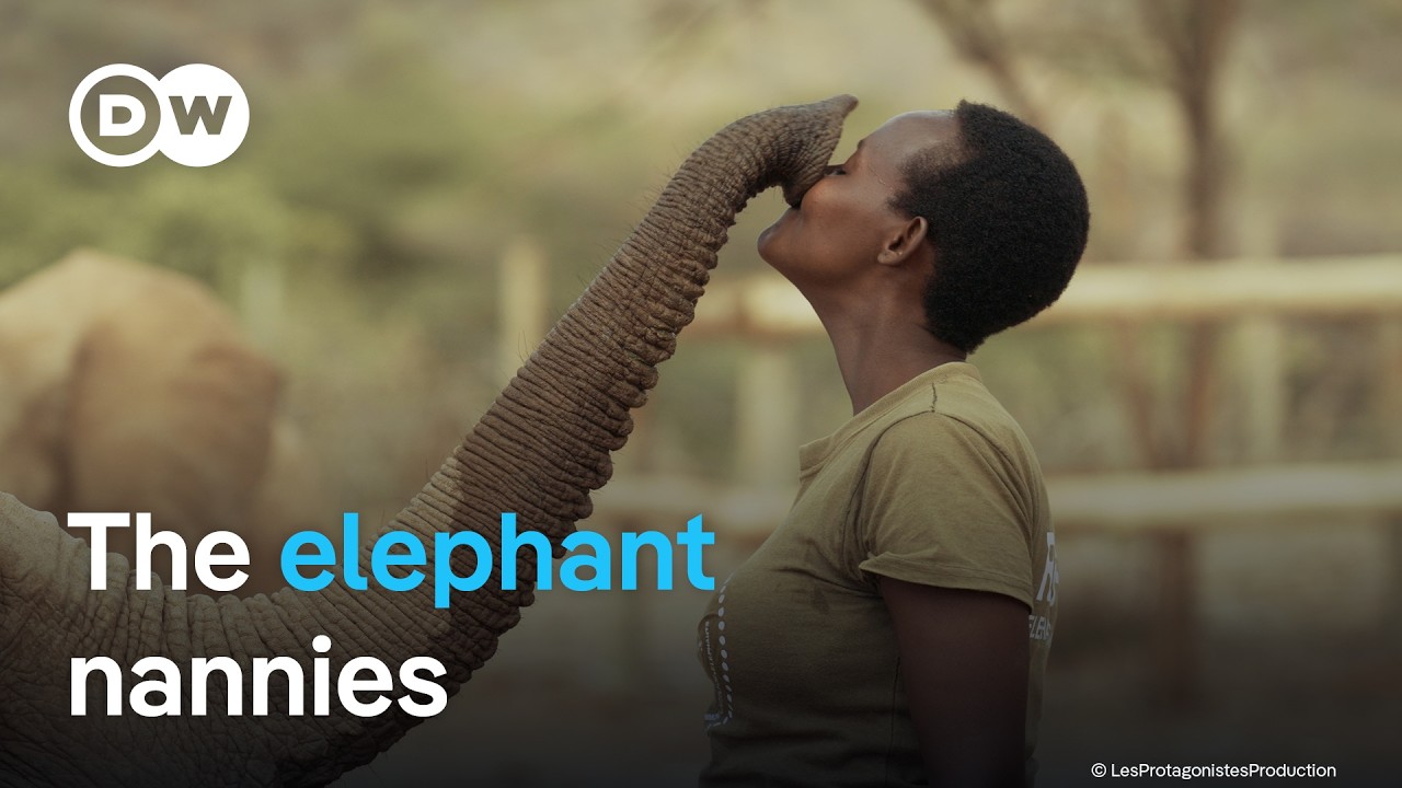 Rescuing orphaned baby elephants in Kenya | DW Documentary