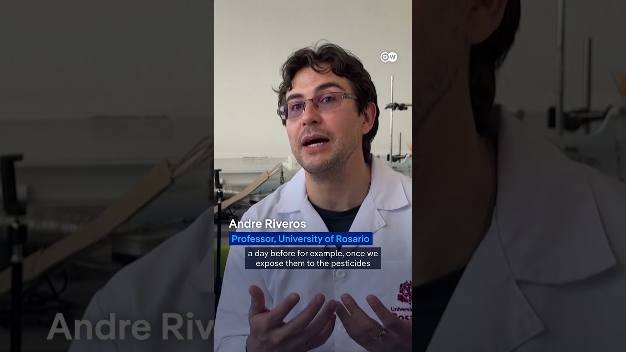 Researchers create product to protect bees from pesticides | DW News