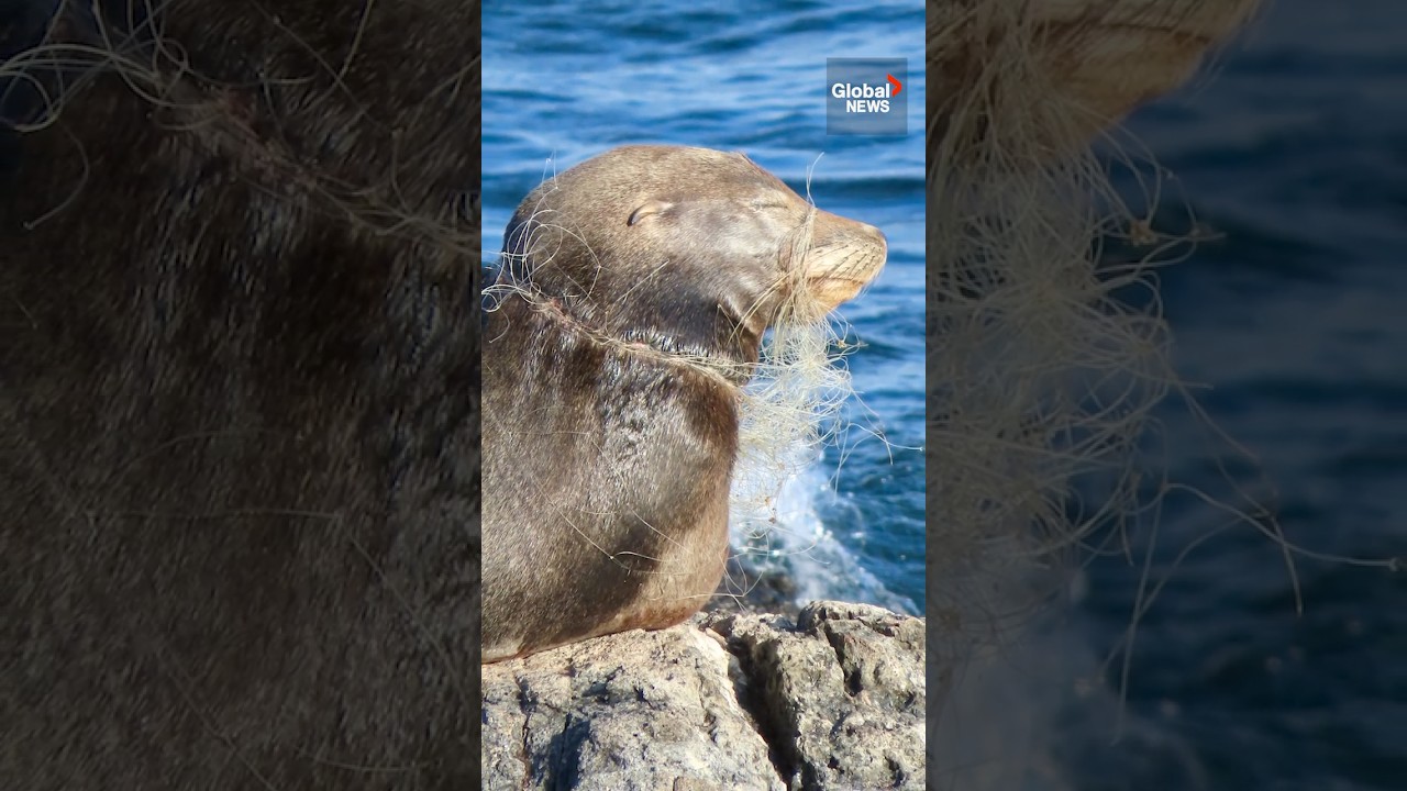 Severely tangled sea lion rescued off the coast of BC 🌊