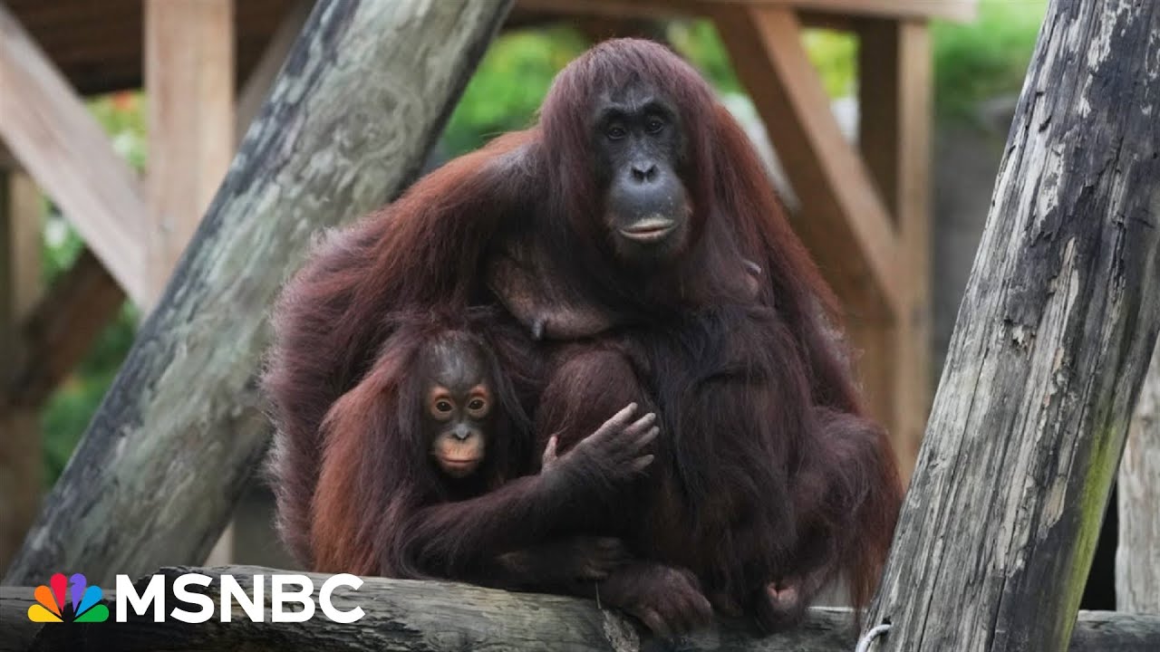 Tampa zoo prepares for Hurricane Milton