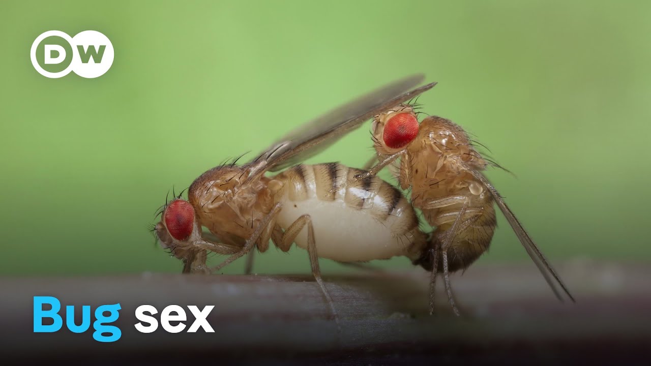 The love games of insects | DW Documentary