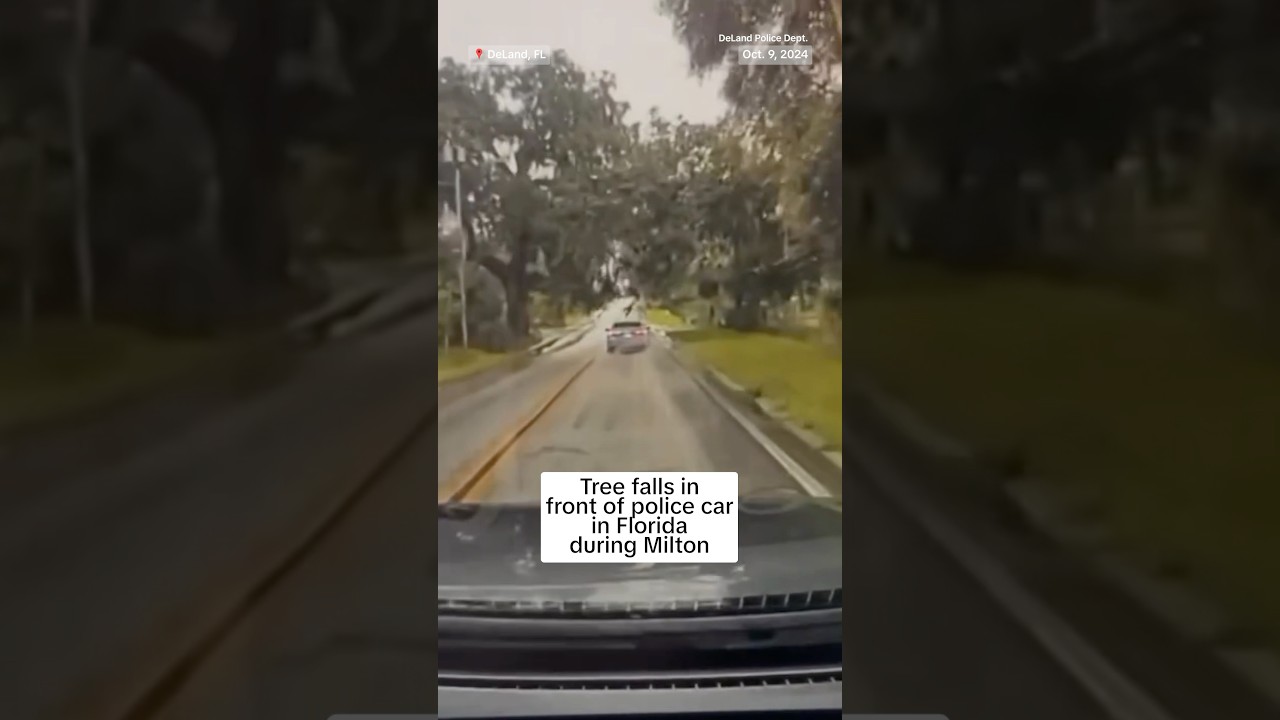 Tree falls in front of police car in Florida during Milton