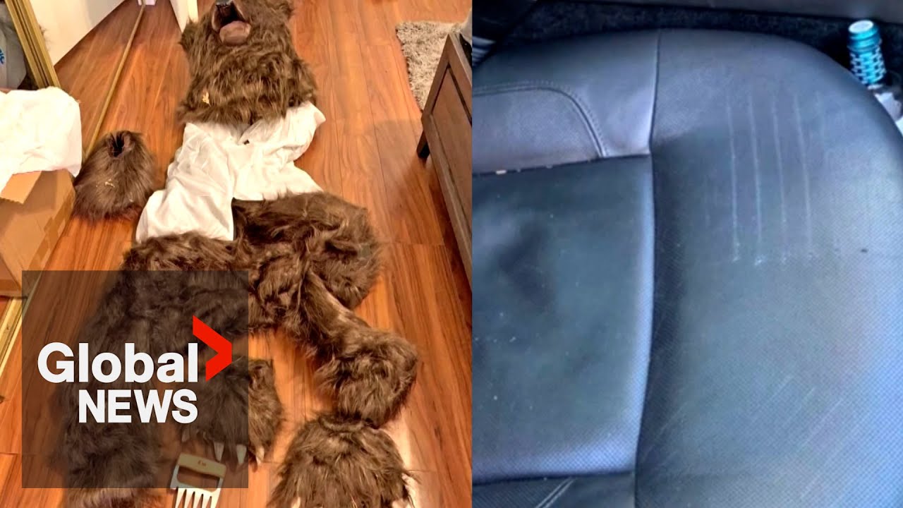 Alleged fraudsters arrested in bear suit, luxury vehicle scheme: “Highly suspect and questionable”